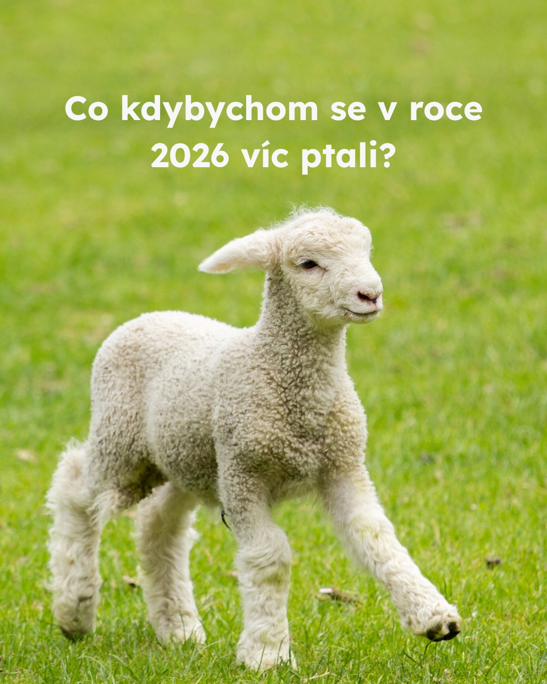 Pojďme se v příštím rokem víc ptát. Jen tak můžeme v novém roce dosáhnout změny 💚
#oneheart #welfare #vsichnimamejednosrdce #jsmevtomvsichnispolecne #konecdobyklecové #animalwelfare