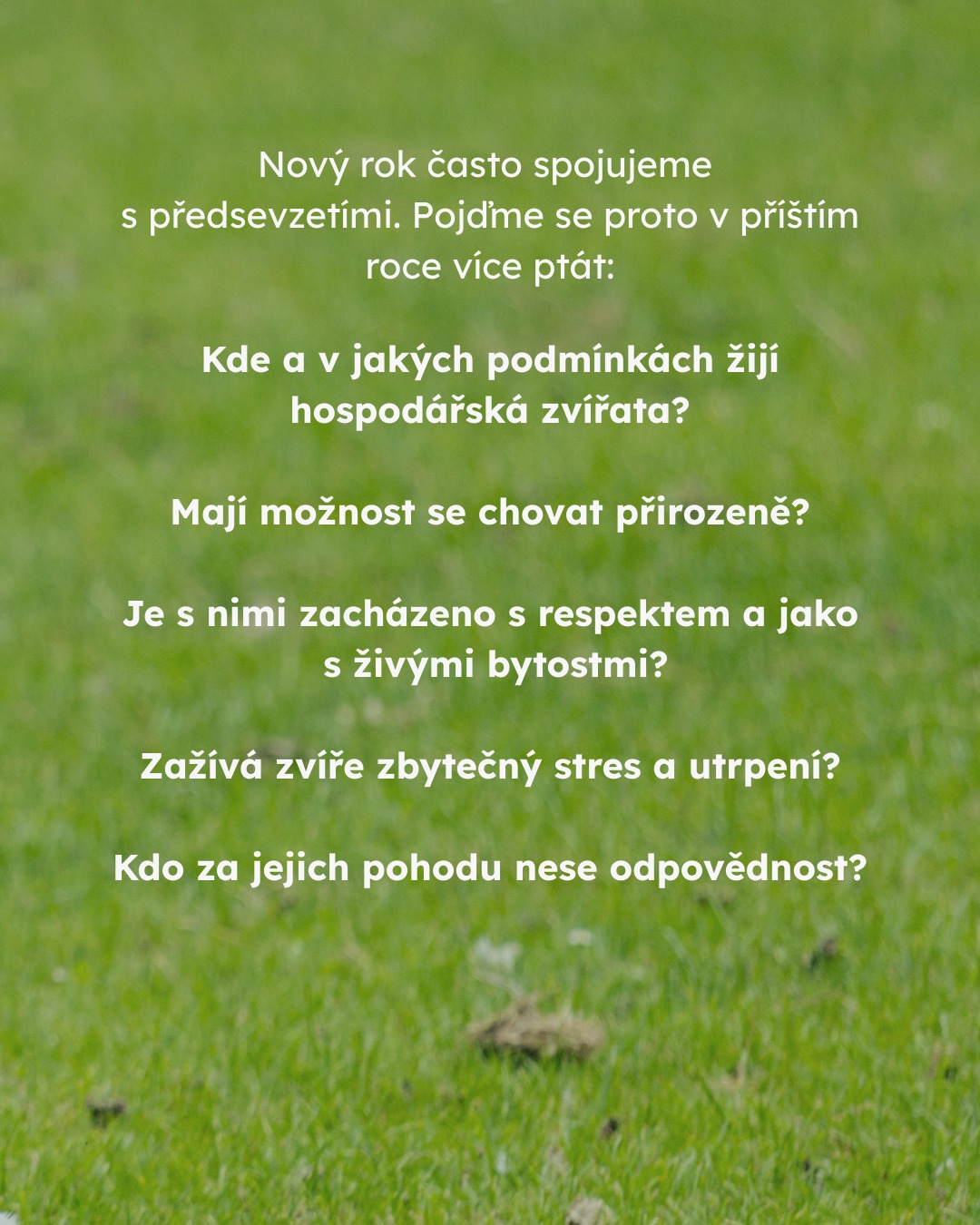 Pojďme se v příštím rokem víc ptát. Jen tak můžeme v novém roce dosáhnout změny 💚
#oneheart #welfare #vsichnimamejednosrdce #jsmevtomvsichnispolecne #konecdobyklecové #animalwelfare