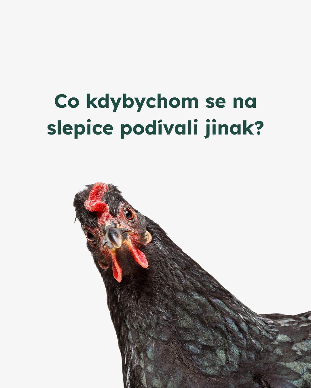 Slepice jsou inteligentní, vnímavé bytosti, ne výrobní stroje.
Přesto miliony z nich celý život tráví v klecích bez prostoru a možnosti přirozeného chování. Lepší welfare a zákaz klecových chovů je pouze minimum toho, co si zaslouží. 🐓
#vsichnimamejednosrdce
#oneheart #welfare #jsmevtomvsichnispolecne #konecdobyklecové #animalwelfare
