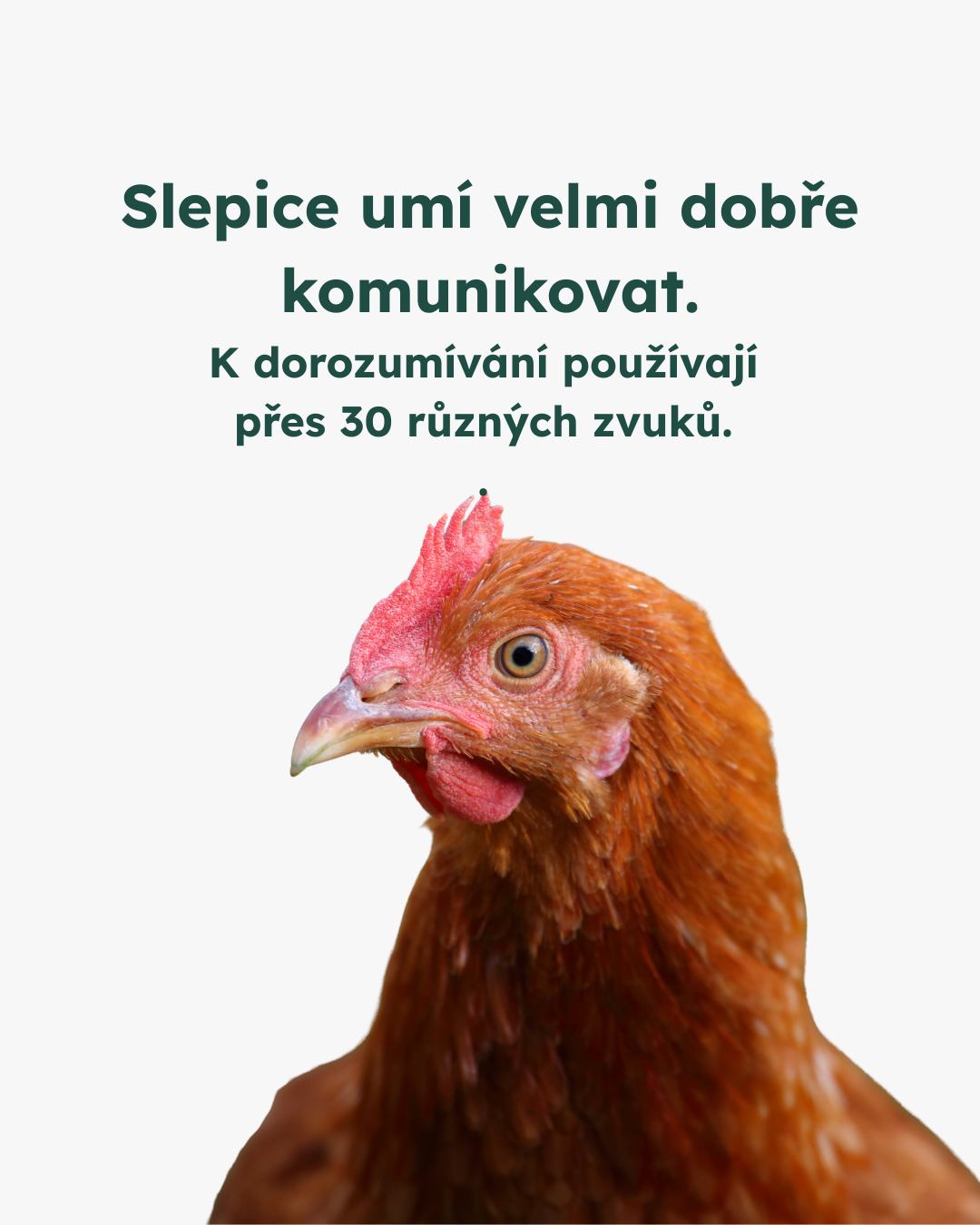 Slepice jsou inteligentní, vnímavé bytosti, ne výrobní stroje.
Přesto miliony z nich celý život tráví v klecích bez prostoru a možnosti přirozeného chování. Lepší welfare a zákaz klecových chovů je pouze minimum toho, co si zaslouží. 🐓
#vsichnimamejednosrdce
#oneheart #welfare #jsmevtomvsichnispolecne #konecdobyklecové #animalwelfare