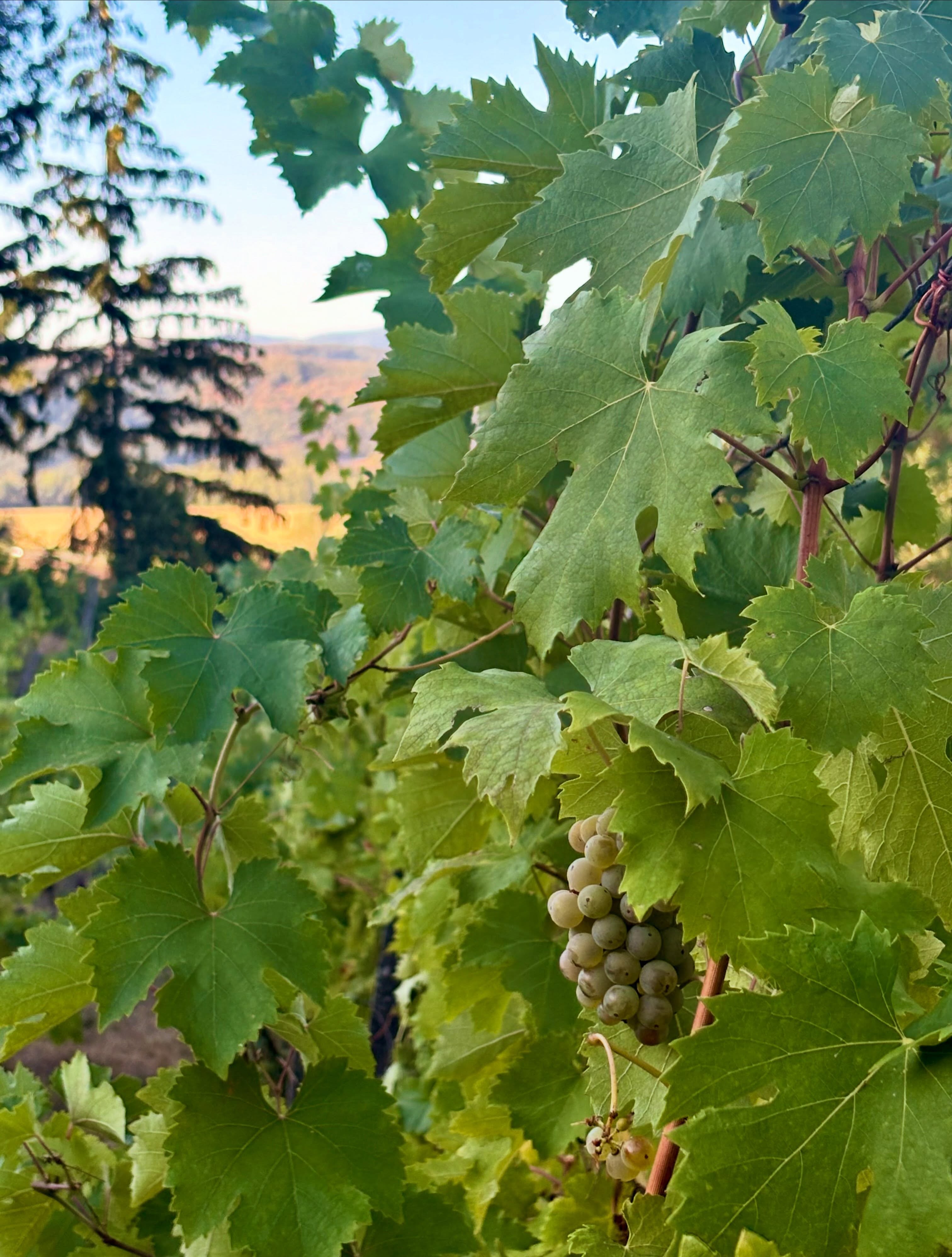 Ideálny deň po oberačke začína raňajkami pod agátom. Chleba s lekvárom a káva, slniečko, jemný chládok, kortizol na nule, možno v mínuse 👌
Pokračuje prechádzkou po vinici. Vždy ostane čosi zabudnuté, pre čo sa oplatí vrátiť. V živote je to skôr naopak.
Podvečer príde zvedavé zúčtovanie. Muštomer ukázal 21 NM. Neskorý zber z 8.9.2026.
Človek nemusí byť Einstein ani Sherlock, aby si všimol trend. Prvú oberačku v 2015 sme robili koncom septembra s 18 NM. Naposledy sme oberali po 20.9. roku 2022.
Posledné tri roky 31.8. - 20 NM, vlani 9.9. - 20 NM.
Stúpa to, skracuje sa to.
Zmena je jednoducho tu. Neberiem to ako tragédiu, teplotné cykly sa periodicky opakujú a teraz máme proste ten cyklus, ktorý máme.
Beriem to ako príležitosť pestovať inak.
Pre horúčavy už nepostrekujeme ani bio postrekmi. Náš tradične perenospórový kotlík je vysušený do tla. Vinica je - z našej strany - bezzásahová. Dokonca aj večne vlhká pivnica vyschla!
Premýšlam, že jeseň sa pustíme do jemnej revitalizačnej údržby. Plánujeme aj zvýšiť biodiverzitu výsadbou kvetov a niektorých druhov zeleniny. Bude to drina ale tešíme sa na ďalšie splnené ciele a predstavy.
Zmenili sa aj večery. Ešte vlani sa podvečer nedalo sedieť na dvore pred pivnicou bez svetra a ponožiek. Tento rok ponožky ani sveter netreba.
Deň končí tak ako začal - jedlom v tieni agátov. Čo viac si priať než kúsok obyčajného života vo svete, ktorý sa zbláznil ❤️
#tesmackydvor #lubihegy #tesmak