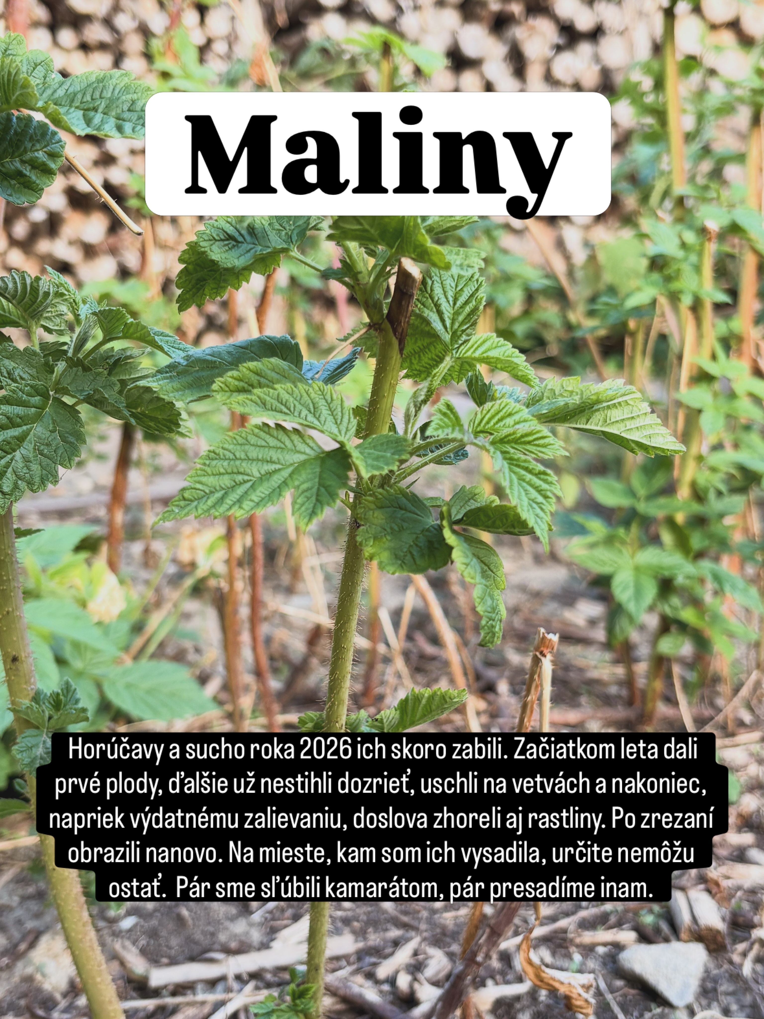 #tesmackydvor #zahrada #kvety #klima #sucho