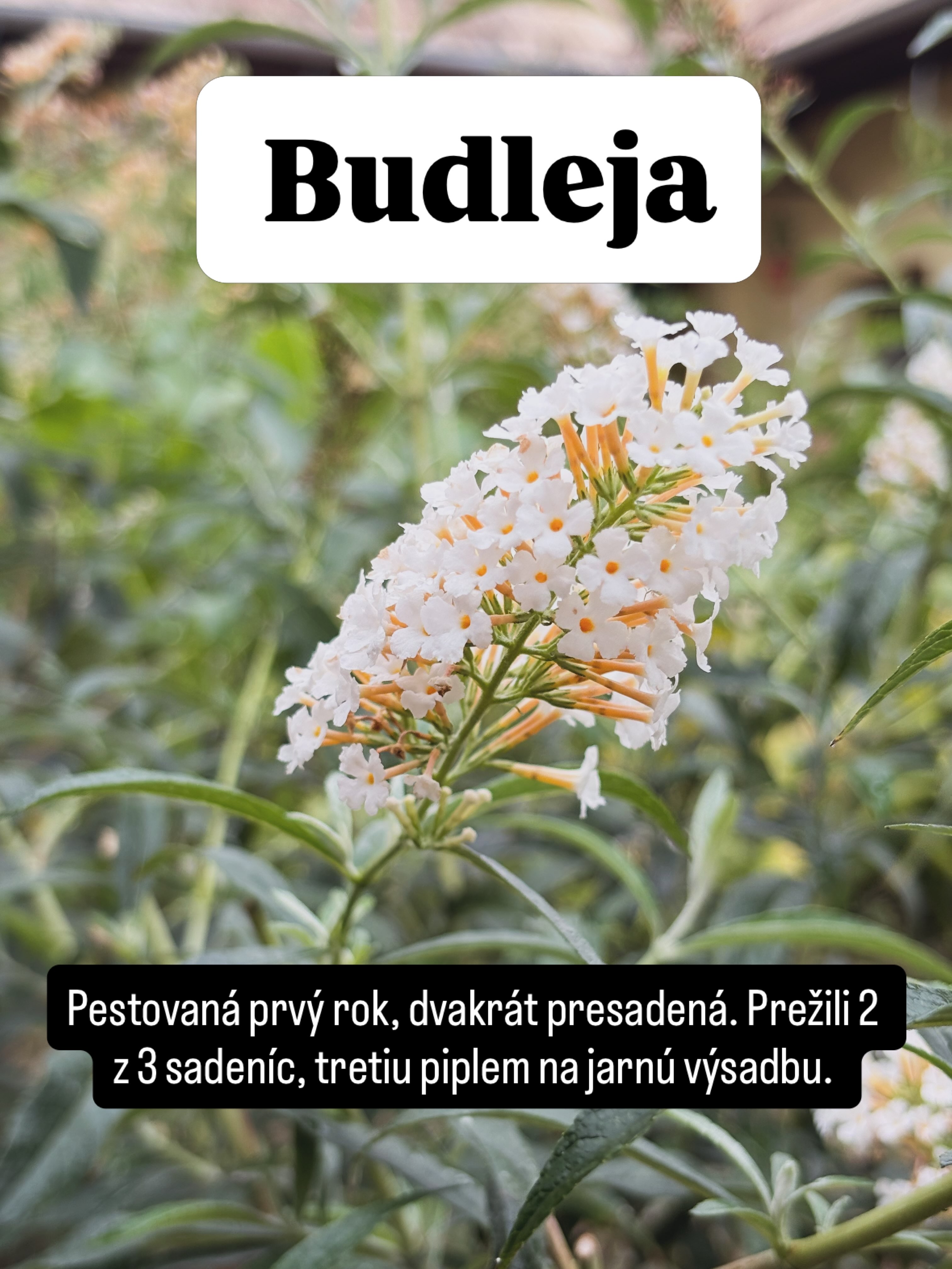 #tesmackydvor #zahrada #kvety #klima #sucho