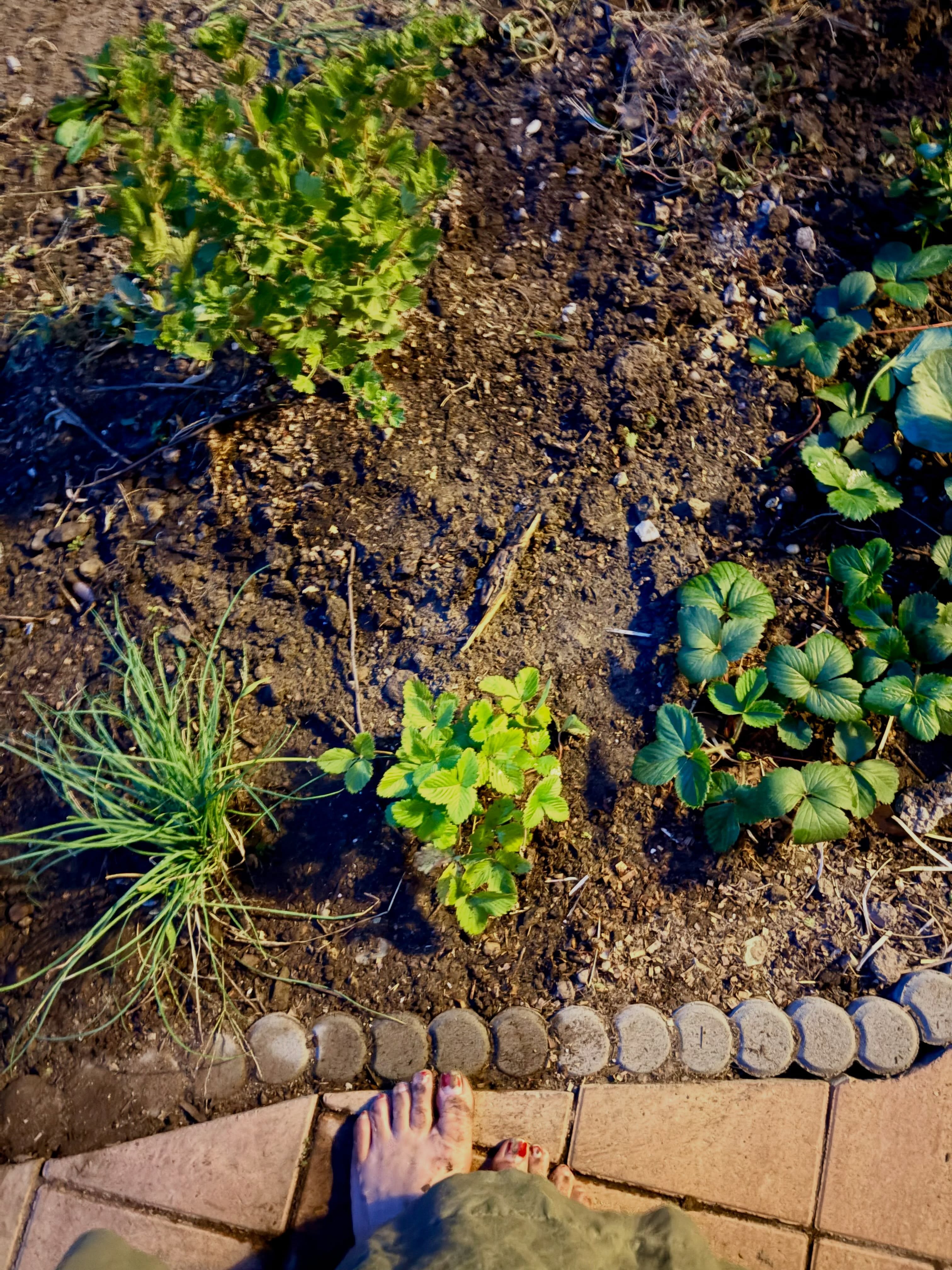 Jeseň. Človek by si povedal, že si sadne ku krbu so šálkou čaju a užije si trochu toho hygge. Namiesto toho pendluje po konferenciách vracia sa k projektom prerušeným dovolenkami, ktoré sú zrazu strašne urgent.
A na záhrade?
Opravuje chyby z jari. Presádza a vysádza všetko tak, aby malo slnko aj tieň aj dostatok miesta.
Večer sa stmieva o dobrú hodinu skôr. Prechádzky cez zlatú hodinku majú extra terapeutický účinok.
Mačky stále viac spia a stále viac žerú. Keby som mala predpovedať zimu podľa ich apetítu, tak poviem, že mrznúť bude aj v pekle.
K jeseni patria aj hody a trhy. Burčiak, guláš, lokše - a chlieb. Hodovať budeme aj u nás. V sobotu zase rozkúrime našu starú pec a pokúsime sa upiecť pár zlatistých bochníkov pre kamarátov. Jeseň by mohla kľudne trvať sj celý rok!