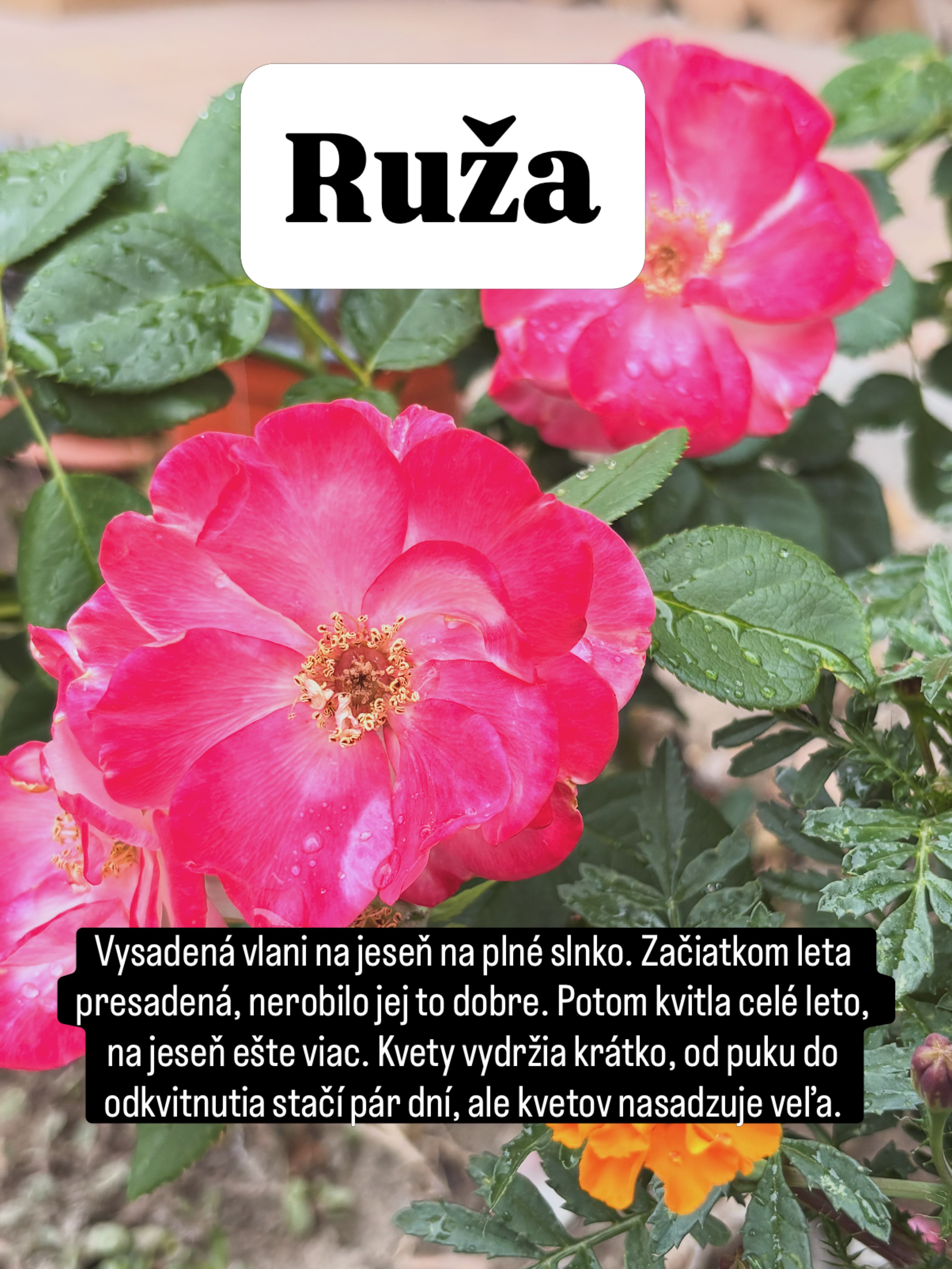 #tesmackydvor #zahrada #kvety #klima #sucho