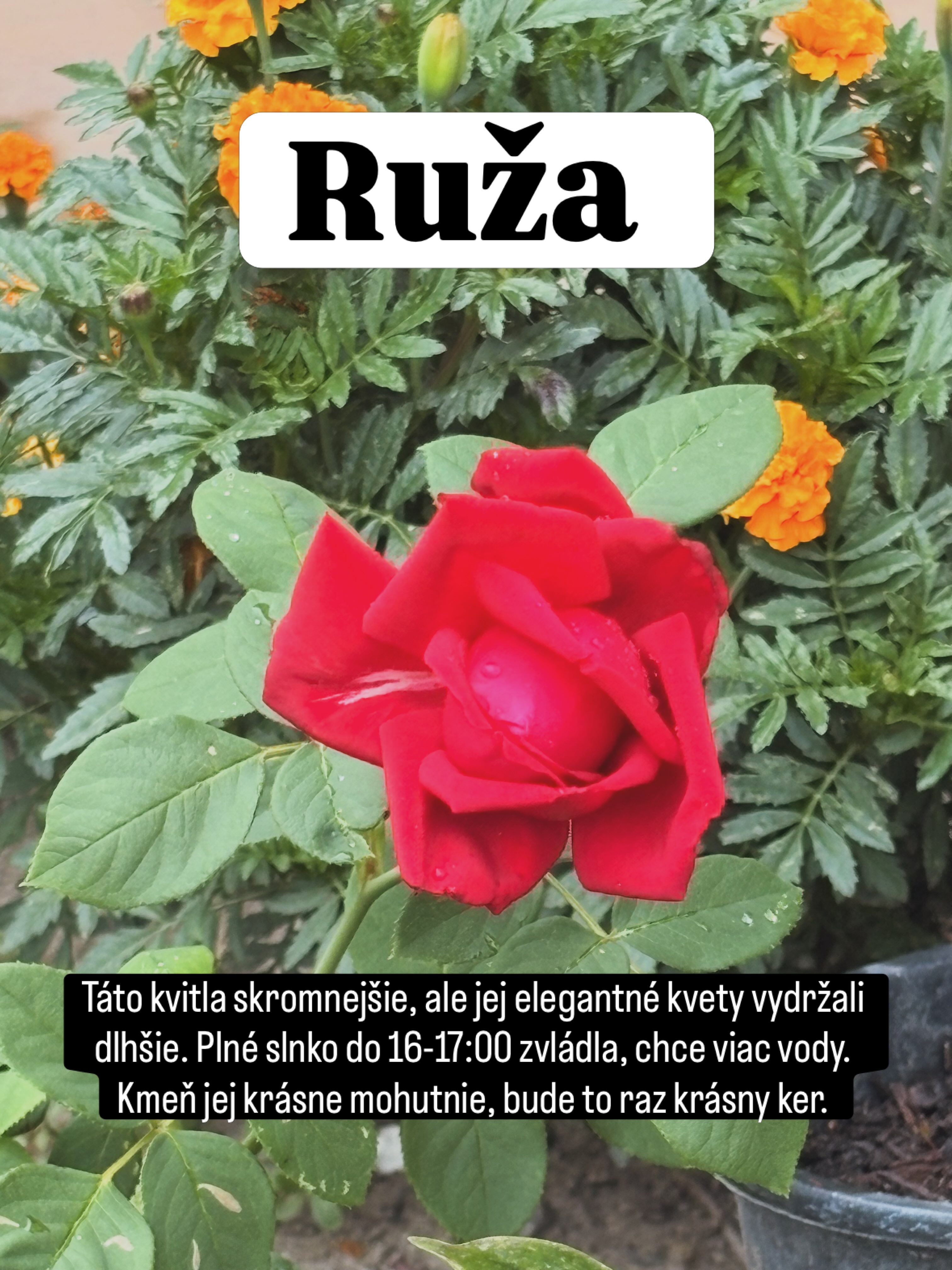 #tesmackydvor #zahrada #kvety #klima #sucho