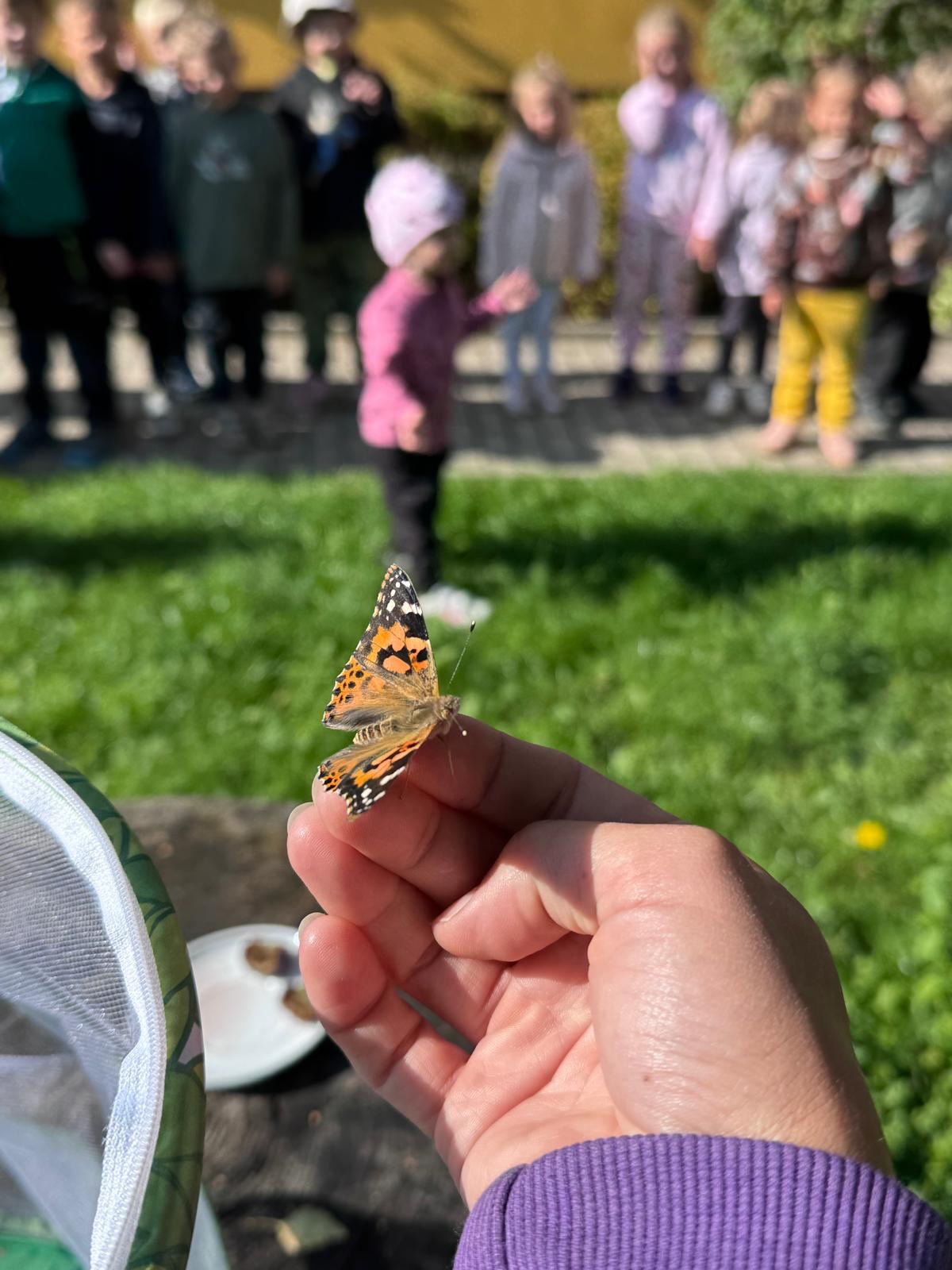 🦋 Děti pozorovaly proměnu motýla 🦋
Jak se z kukly stane motýl? To jsme mohli sledovat přímo v naší školce. Ve voliéře jsme pozorovali líhnutí motýlů, jejich první roztažení křídel i přípravu na let. 🐛➡️🦋
Na závěr přišla ta nejočekávanější chvíle: vypuštění motýlů do přírody. 🌿☀️
Sledovat jejich první let byl zážitek pro malé i velké. Příroda nám opět ukázala jedno ze svých kouzel. 💚